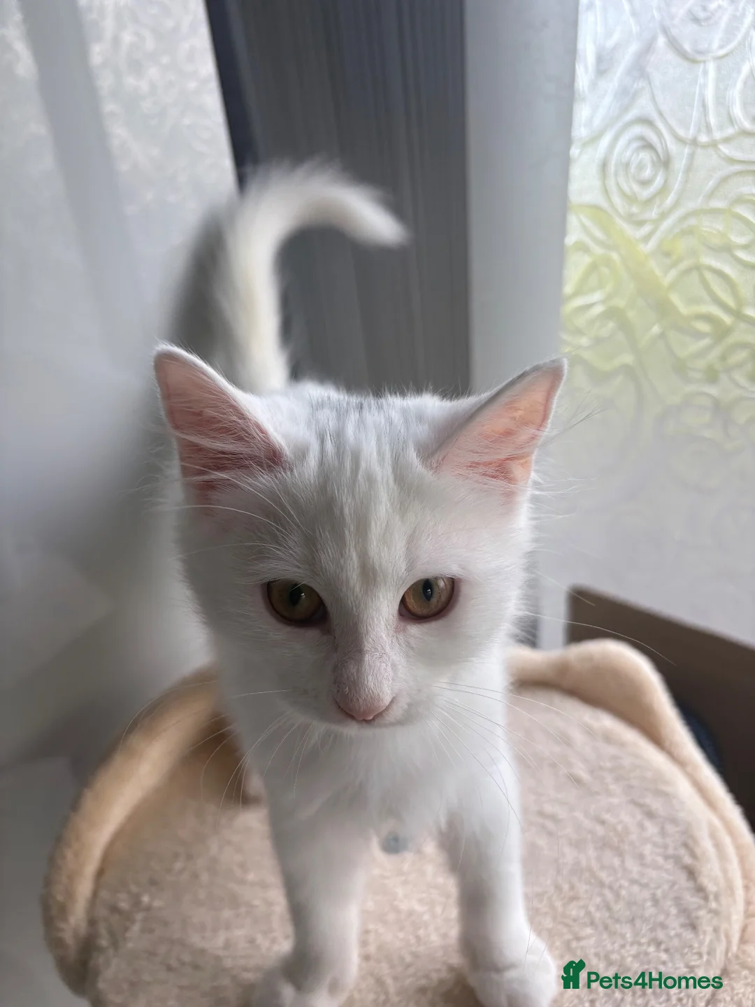 Mixed Breed cats for sale: Brother and sister - possible Turkish Angora.  in Boston - Advert 2
