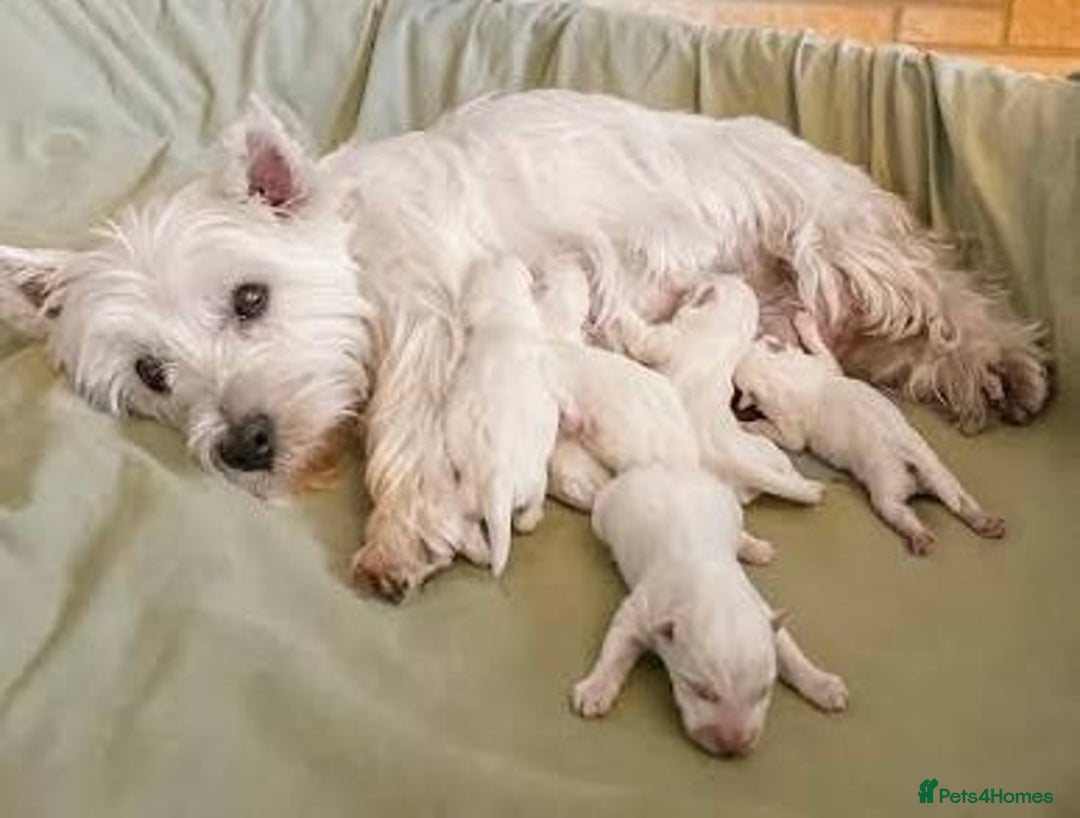 West Highland Terrier dogs for sale: Beautiful westies male and female available - Advert 4