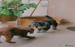 Miniature Poodle dogs for stud: Miniature Merle Poodle STUD  - Image 12