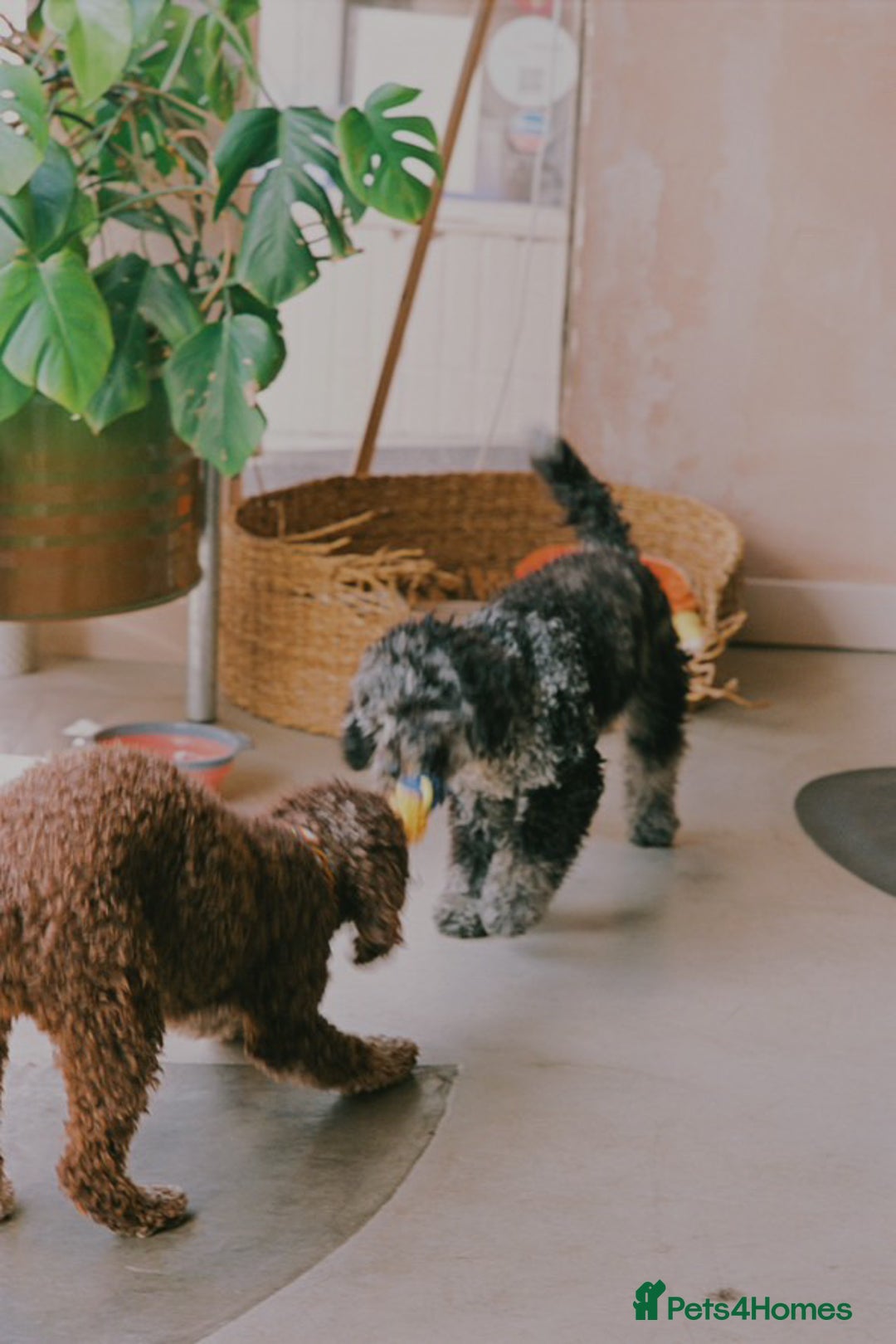 Miniature Poodle dogs for stud: Miniature Merle Poodle STUD  - Image 12