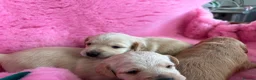 Mixed Breed dogs for sale: Cairnnoodle Puppies  - Advert 10