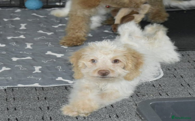 Cavapoo dogs in Rugby - Advert 7