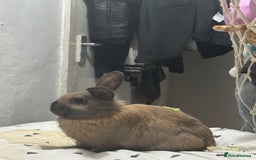 Mini Lop rabbits for sale: Lonley girl in need of a friend - Image 3