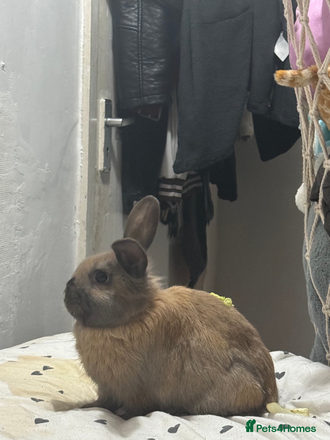 Mini Lop rabbits for sale: Lonley girl in need of a friend - Image 3