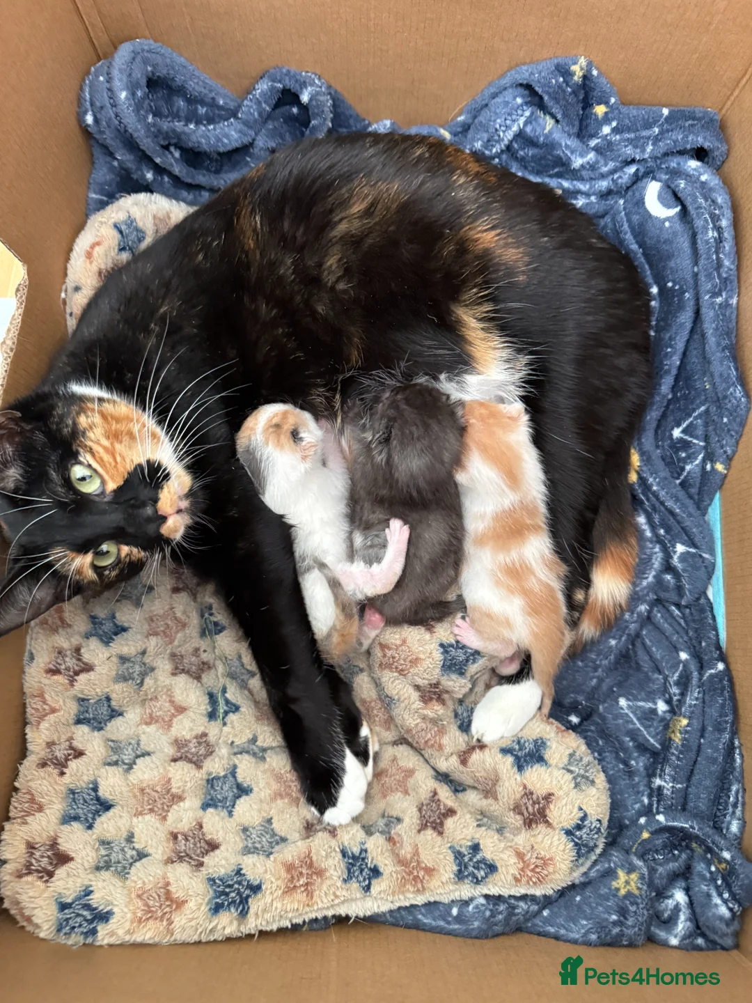 Mixed Breed cats for sale: 3 Amazing Kittens for sale in Grays - Advert 1