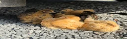 Chickens poultry for sale: Buff Orpington Chicks - Advert 4