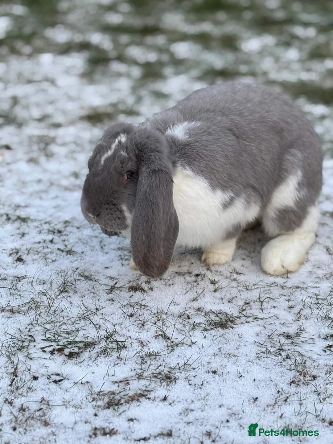 French Lop rabbits for sale: French Lop Bunny - Advert 3
