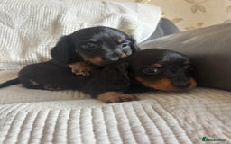 Dachshund dogs for sale: Dachshund  - Image 7