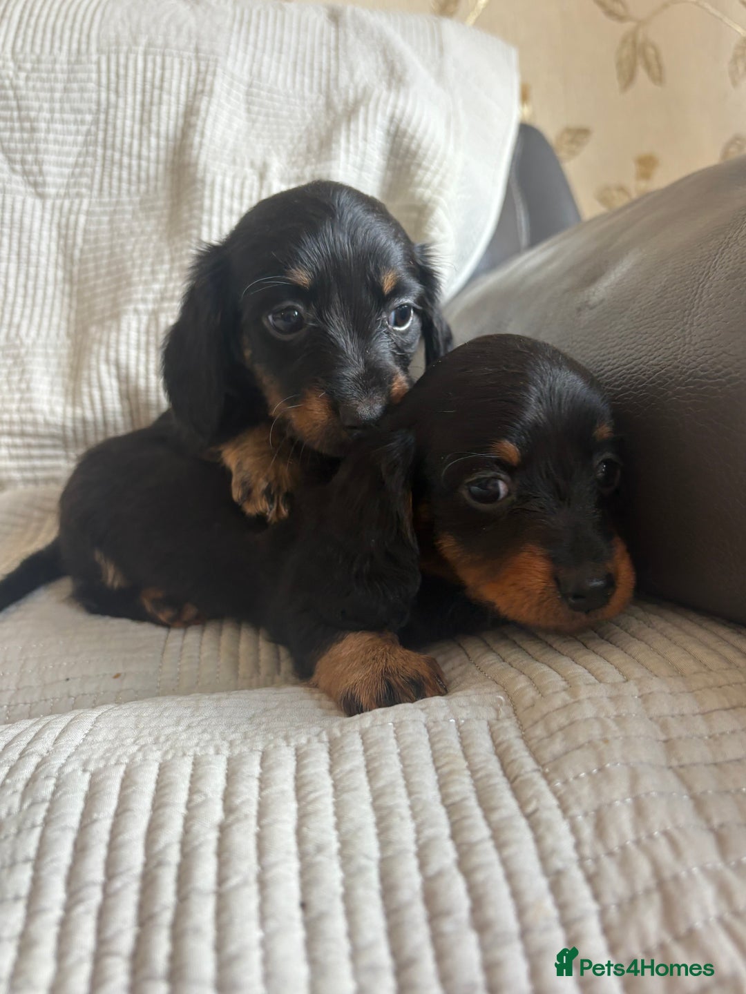 Dachshund dogs for sale: Dachshund  - Image 7