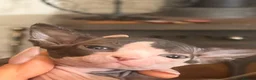 Sphynx cats for sale: Beautiful Sphynx baby girl - Advert 4