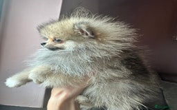 Pomeranian dogs for sale: Small Beautiful Teddy Bear Faced Girl  - Image 6