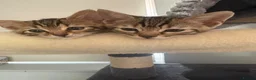 Bengal cats for sale: 🐾Stunning Bengal Kittens ready for Loving Homes🐾 - Advert 15