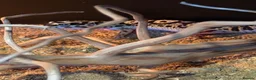 Leopard Gecko reptiles for sale: Speckles - Advert 4