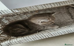 Burmese cats for sale: Beautiful Burmese x British kittens for sale 🤍  - Image 31