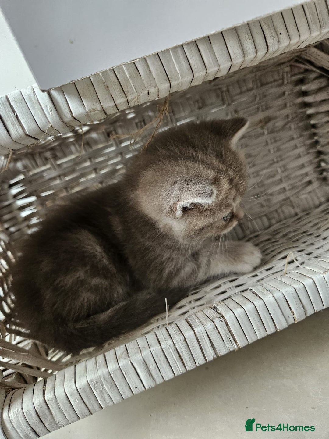 Burmese cats for sale: Beautiful Burmese x British kittens for sale 🤍  - Image 31