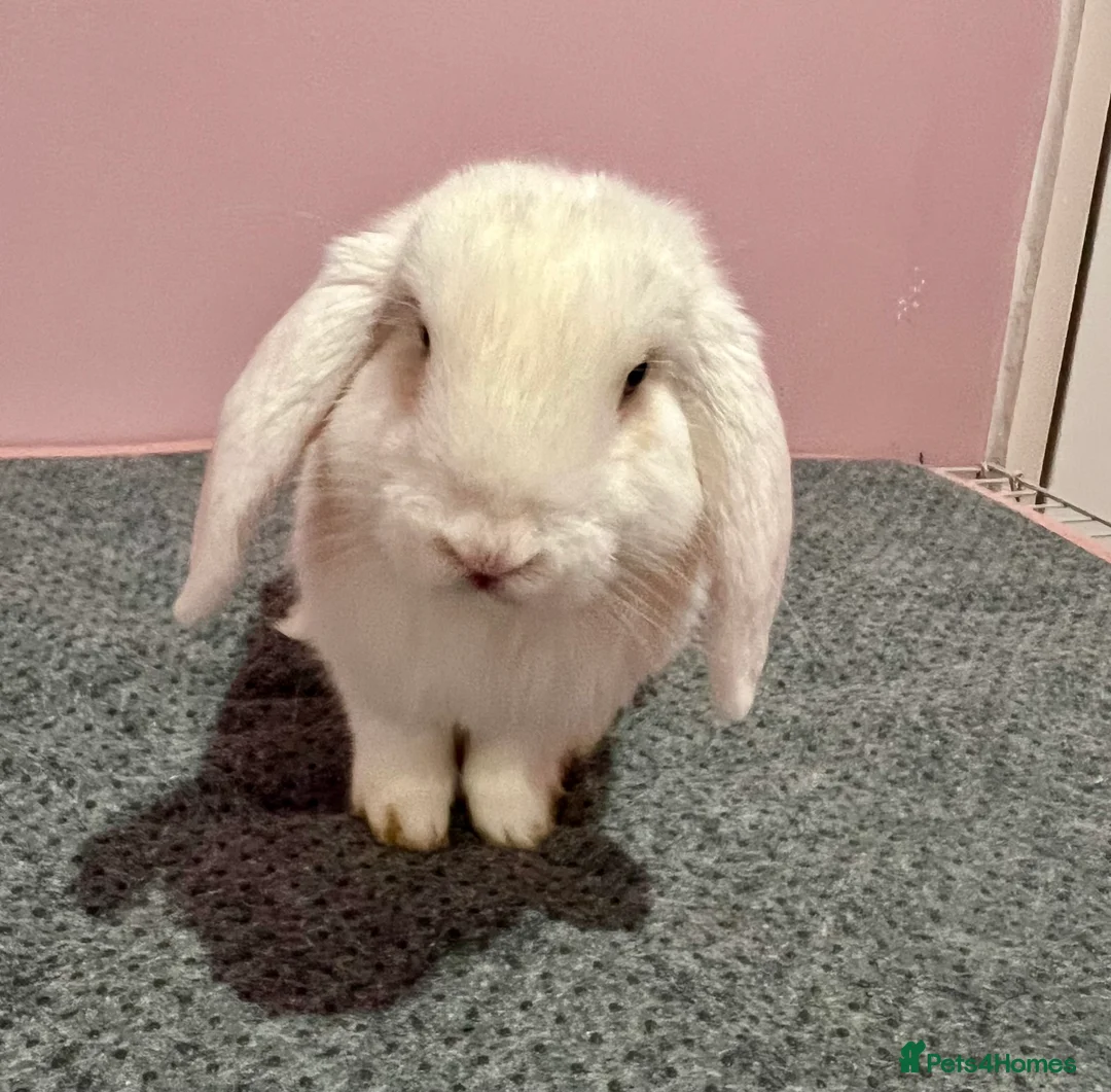 Mini Lop rabbits for sale: 15 week old male mini lop for sale  - Advert 5