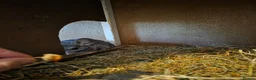 Chinchilla rodents for sale: Cutest baby chinchillas!  - Advert 8