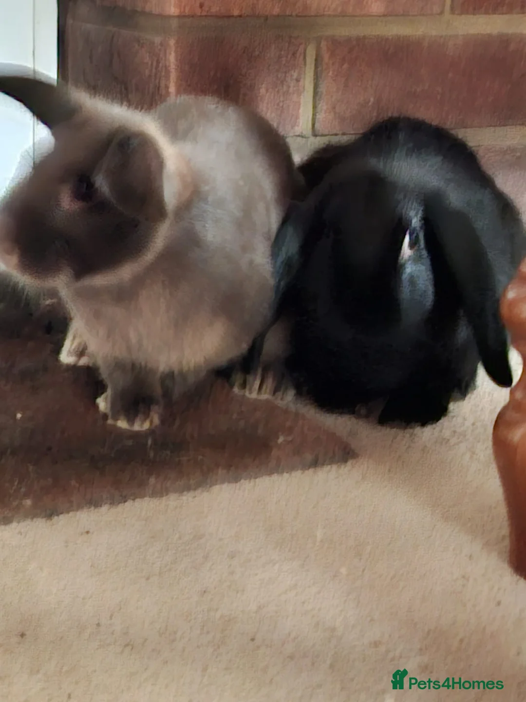 English Lop rabbits for sale: Rabbits in Southampton - Advert 1