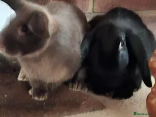 English Lop rabbits Rabbits - Advert 1