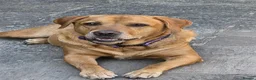 Labrador Retriever dogs for adoption: HUNTER IS A HANDSOME, SWEET FOX RED LABRADOR  - Advert 2