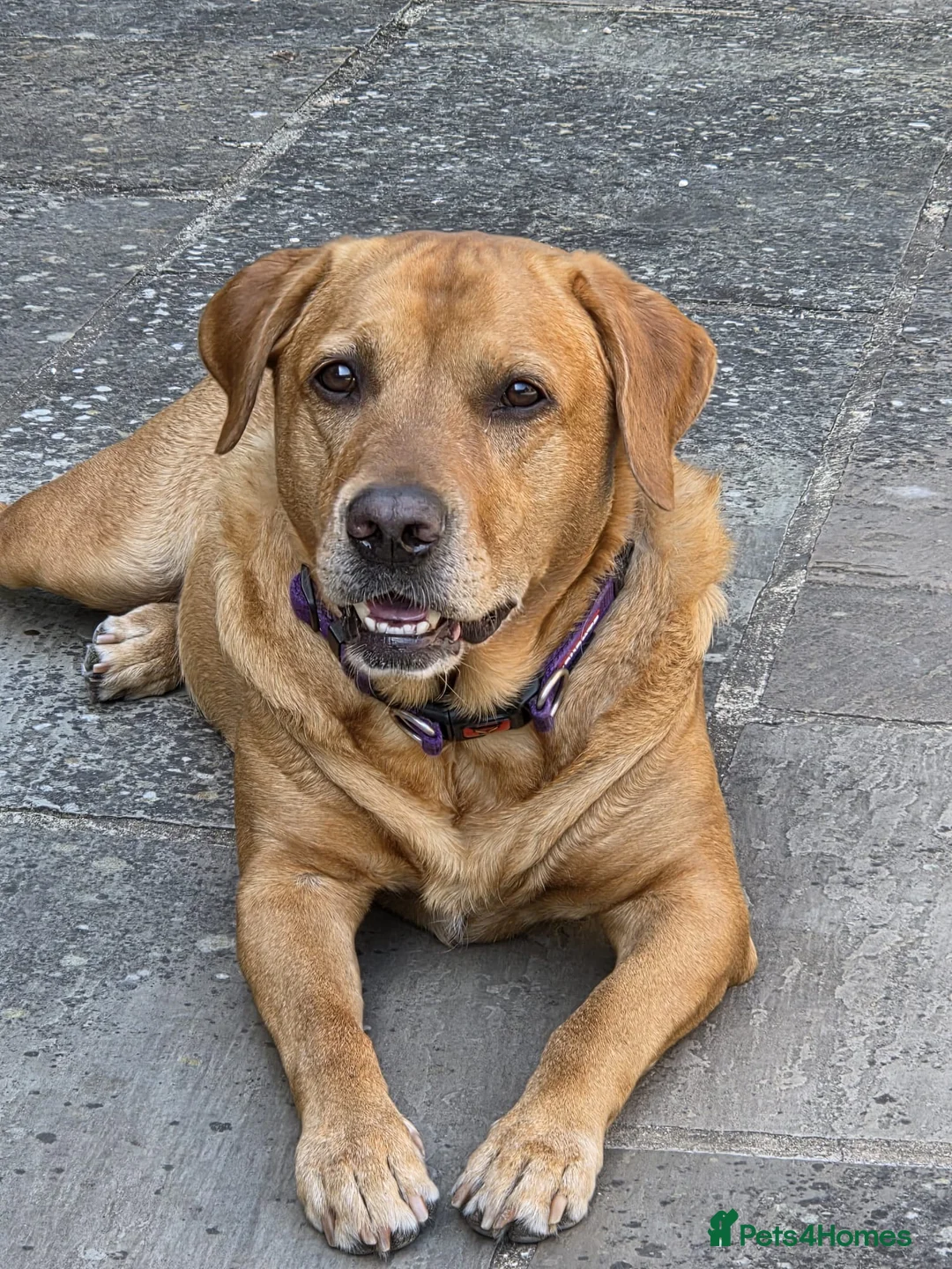 Labrador Retriever dogs for adoption: HUNTER IS A HANDSOME, SWEET FOX RED LABRADOR  - Advert 2