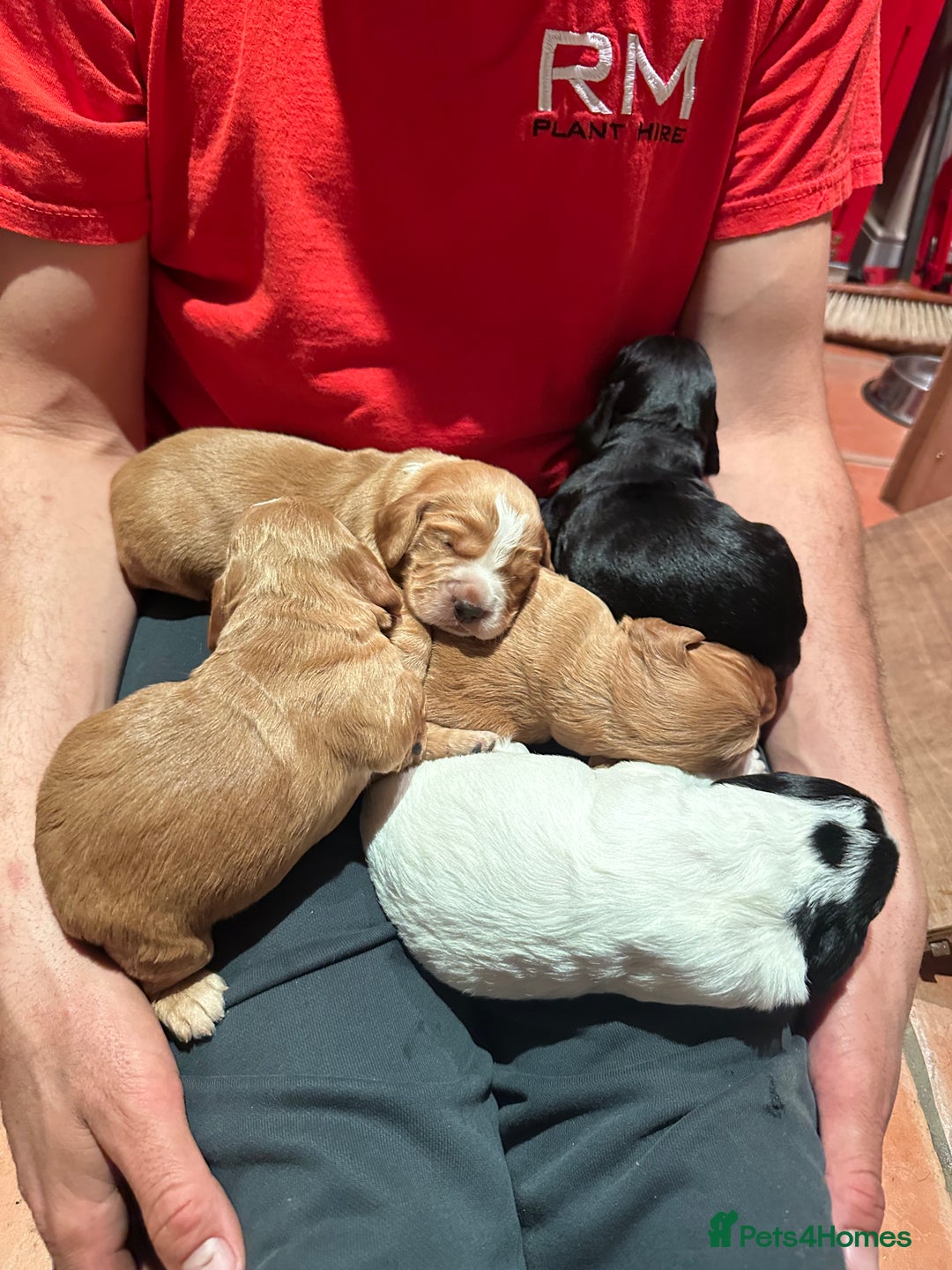 Cocker Spaniel dogs for sale: Working cocker spaniel puppies for sale - Advert 12