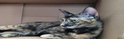 Mixed Breed cats for adoption: Siren - Advert 3