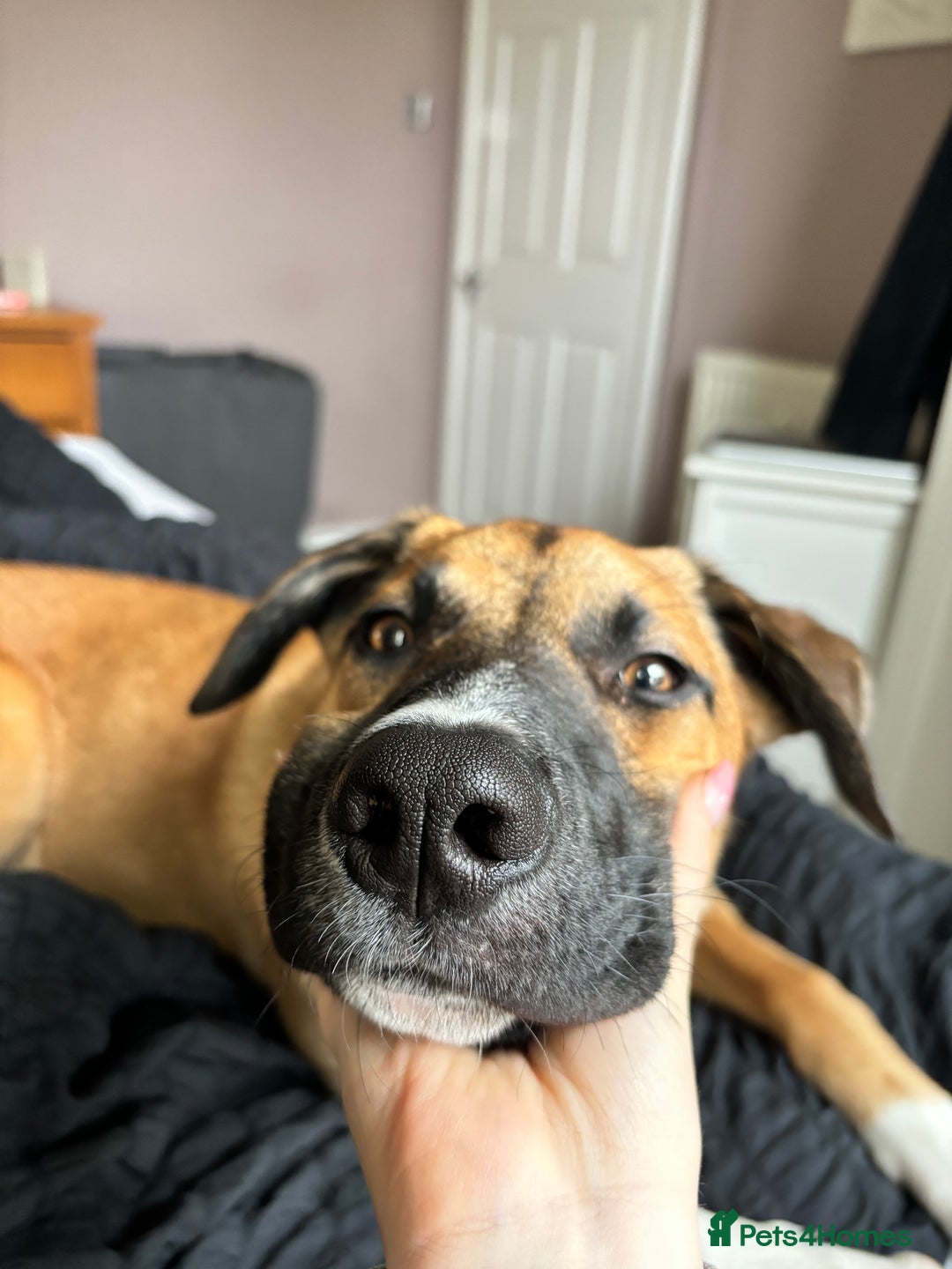 Mixed Breed dogs for sale: Manel - Image 4