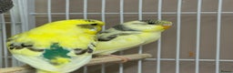 Budgerigars birds for sale: Baby Budgies  - Advert 1