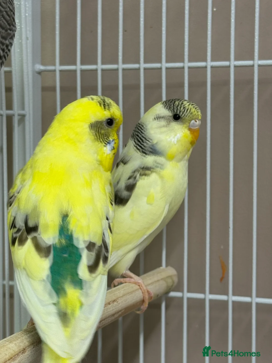 Budgerigars birds for sale: Baby Budgies  - Advert 1