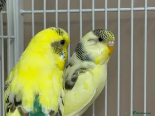Budgerigars birds Baby Budgies - Advert 11