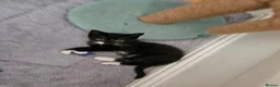 Domestic Shorthair cats for adoption: Bonded Rescue Kittens Looking for a Forever Home - Advert 6