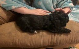 Shorkie dogs for sale: Shorkie puppy’s ready to leave  - Image 5