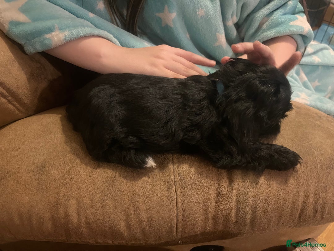 Shorkie dogs for sale: Shorkie puppy’s ready to leave  - Image 5