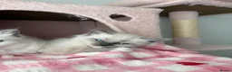 Ragdoll cats for sale: Pure bred European Ragdolls  - Advert 29