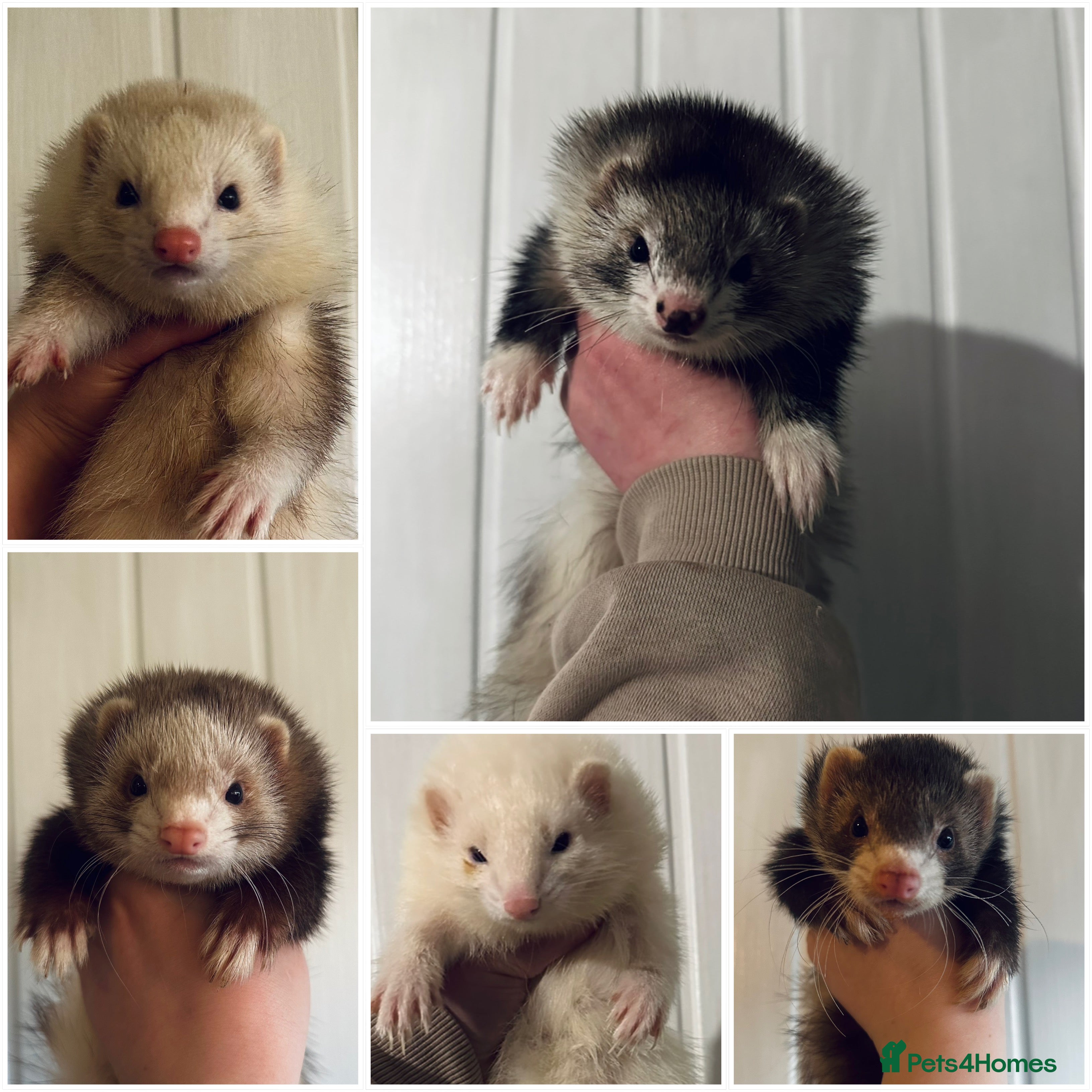 Ferret rodents Semi & Full Angora Ferrets - Individually priced - Advert 1