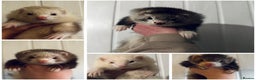 Ferret rodents for sale: Semi & Full Angora Ferrets - Individually priced - Advert 1