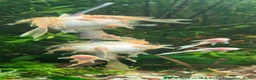 Plecos fish for sale: Beautiful Ancistrus in Croydon. - Advert 5