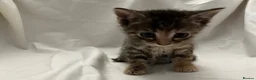 Mixed Breed cats for sale: Kittens for Sale in Neath - Advert 4