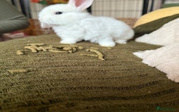 Mini Lop rabbits for sale: Pure white mini Loop female ready to leave!!  - Image 10