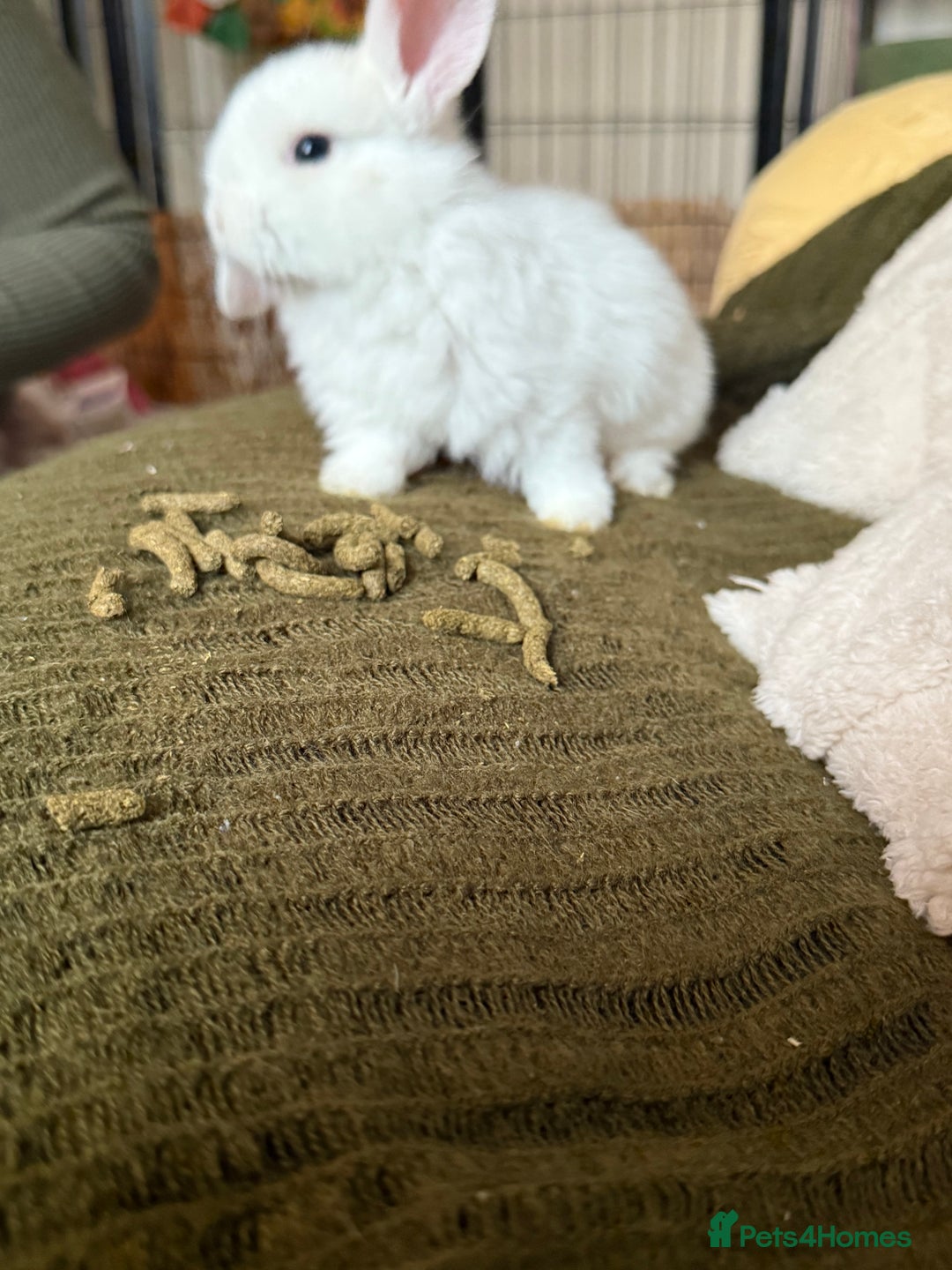 Mini Lop rabbits for sale: Pure white mini Loop female ready to leave!!  - Image 10
