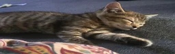 Mixed Breed cats for sale: Adorable Tabby Kitten - Advert 3