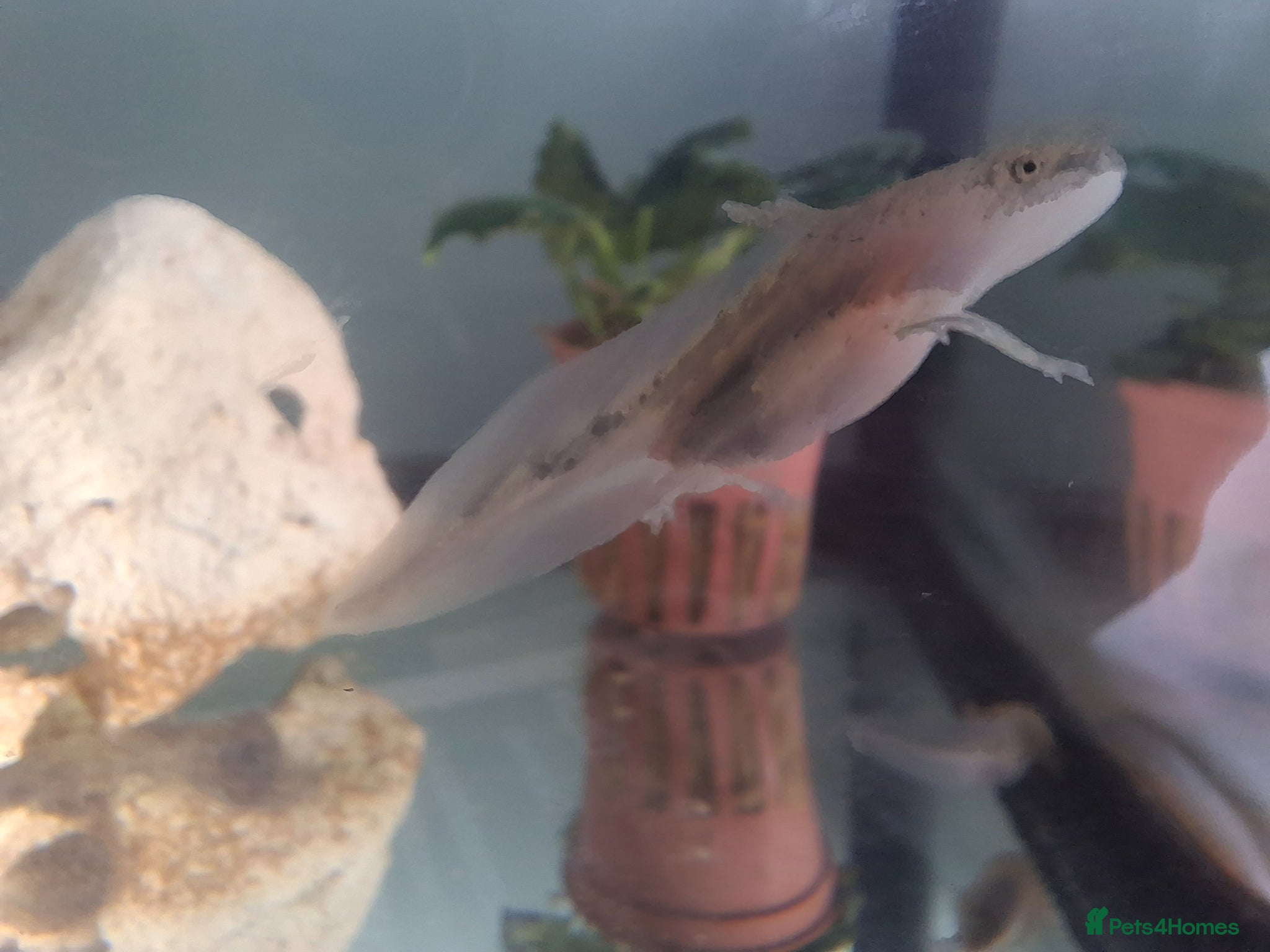 Other/Mixed Breed fish Baby axolotl  - Advert 1
