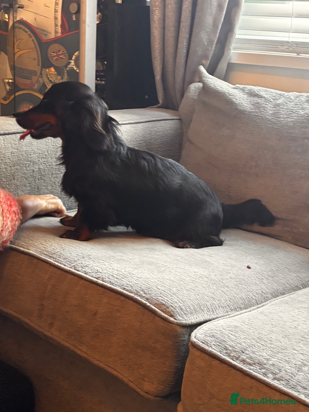 Dachshund dogs for sale: 2 girl fluffy dachshund puppys 6 months old  - Image 6