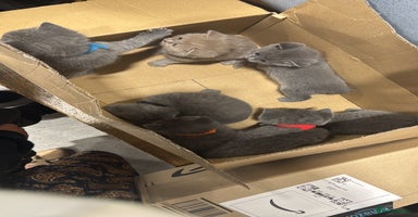 British Shorthair cats - Advert 3