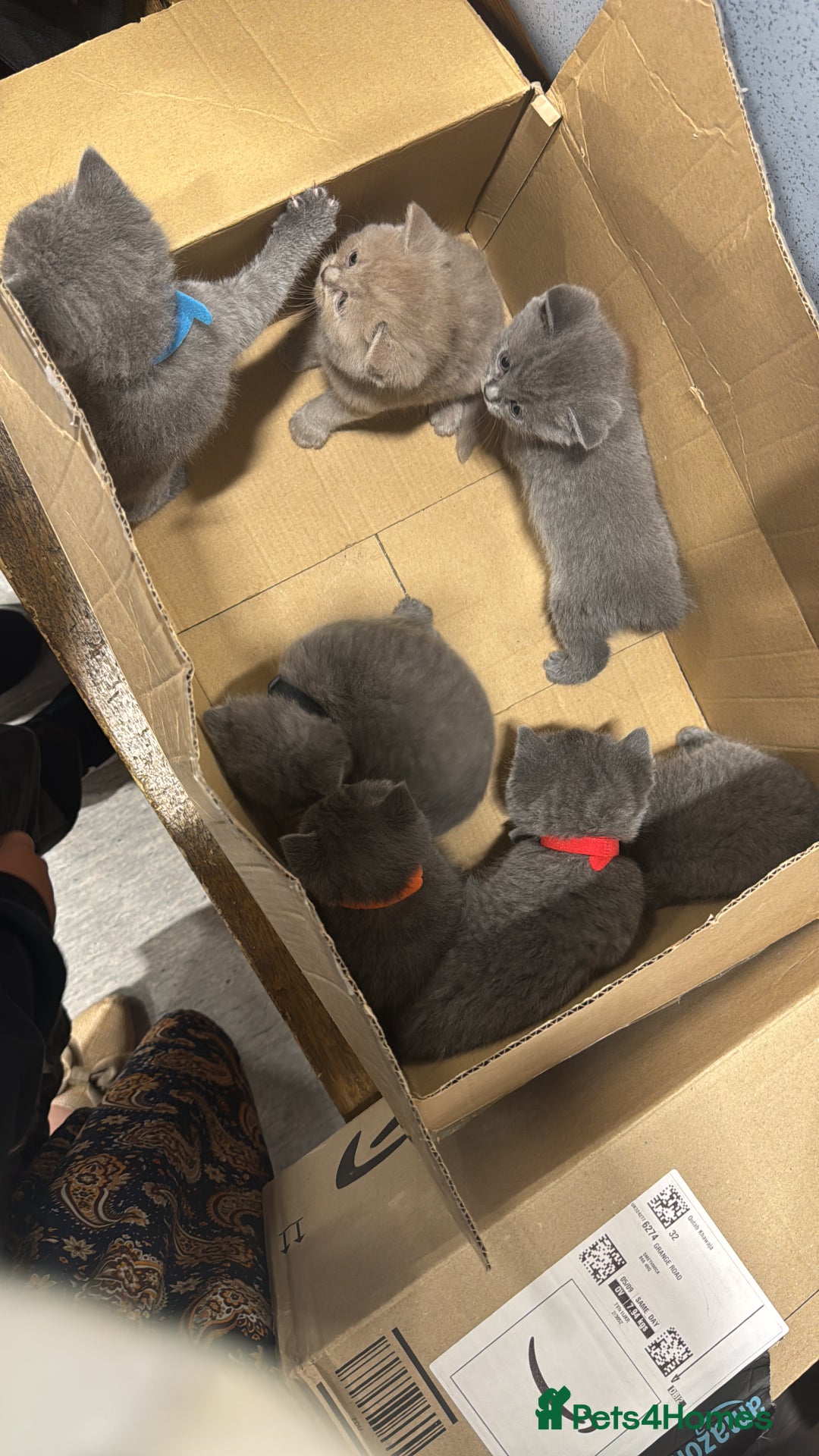 British Shorthair cats for sale: British Short Hair Kittens x7 - Image 3