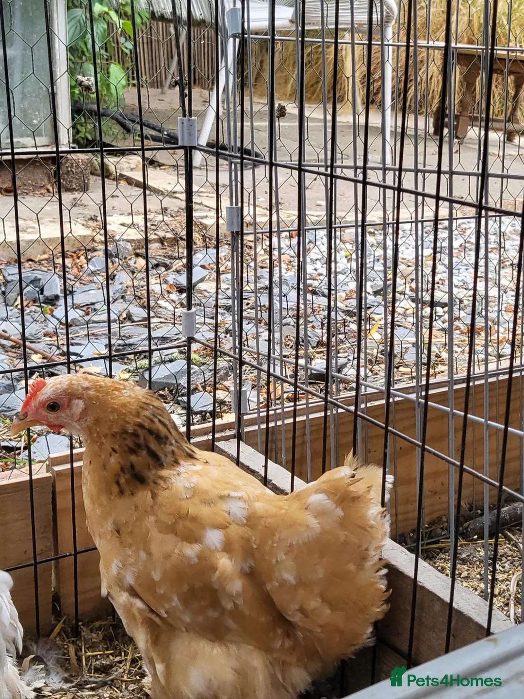 Chickens poultry for sale: Pekin trio mille fluer - Advert 3