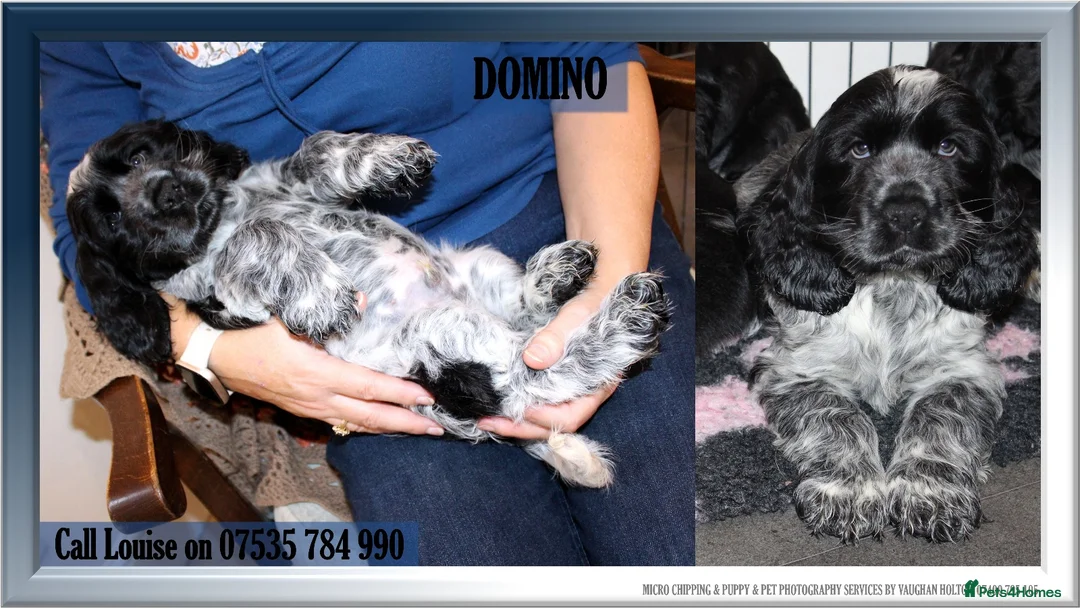 Cocker Spaniel dogs for sale: KC registered Cocker Spaniel.  - Advert 18