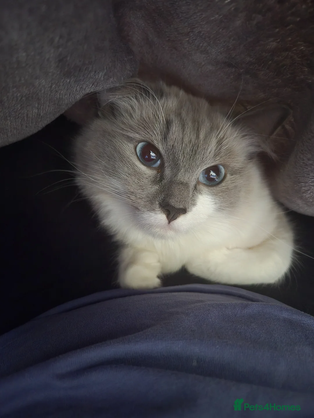 Ragdoll cats for sale: Beautiful bluepoint ragdoll kittens - Advert 1