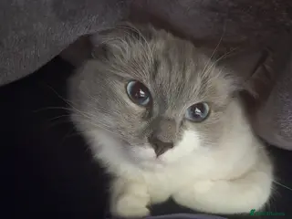 Ragdoll cats Beautiful bluepoint ragdoll kittens - Advert 5